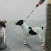 Foxteriér-hladkosrstý