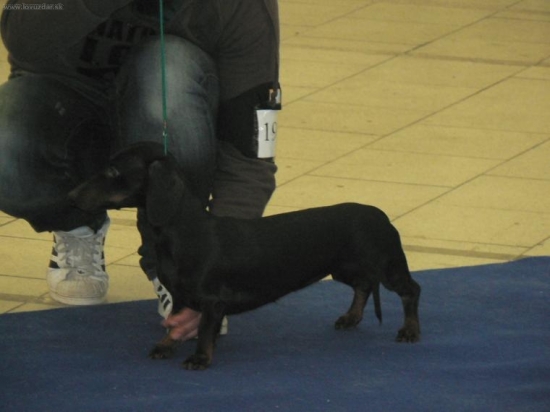 Jazvečík hladkosrstý-trpaslíči