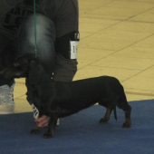 Jazvečík hladkosrstý-trpaslíči