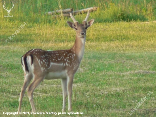 Bambi