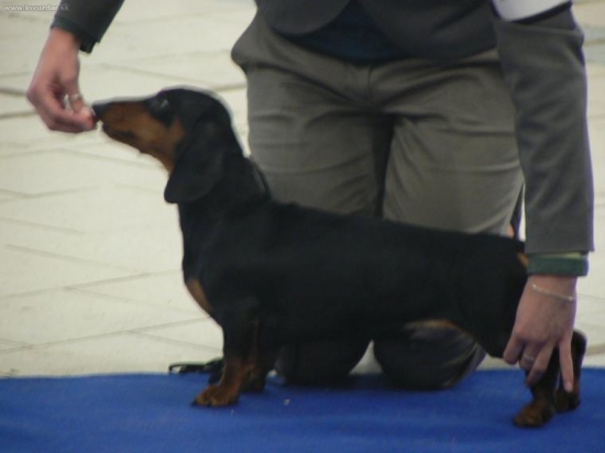 jazvečík hladkosrstý-trpaslíči