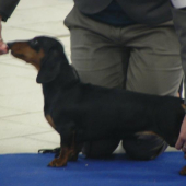 jazvečík hladkosrstý-trpaslíči