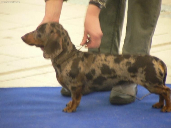 Jazvečík hlad.trpsl-tigrovaný