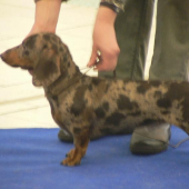 Jazvečík hlad.trpsl-tigrovaný