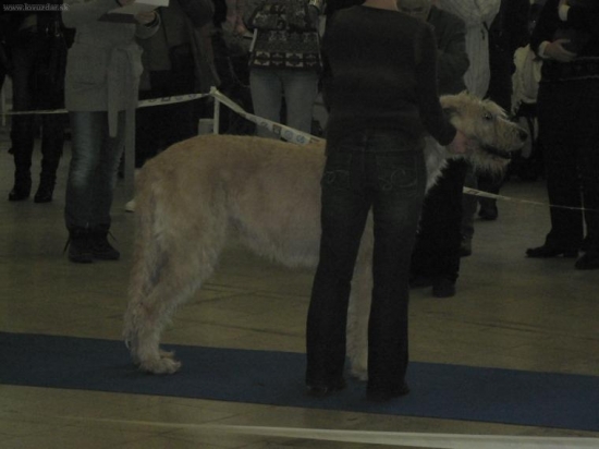 kedysi dávno to bolo poľ.plemeno