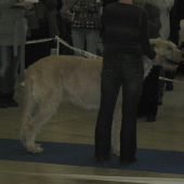 kedysi dávno to bolo poľ.plemeno