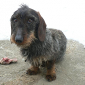 kostičku si ustrážim !