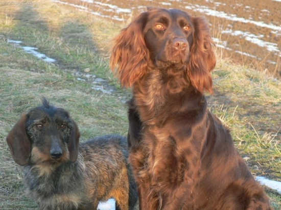 Prepeličiar a jazvečík