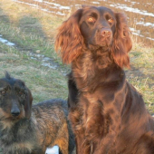 Prepeličiar a jazvečík