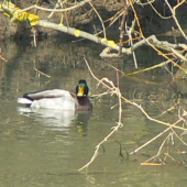 káčer