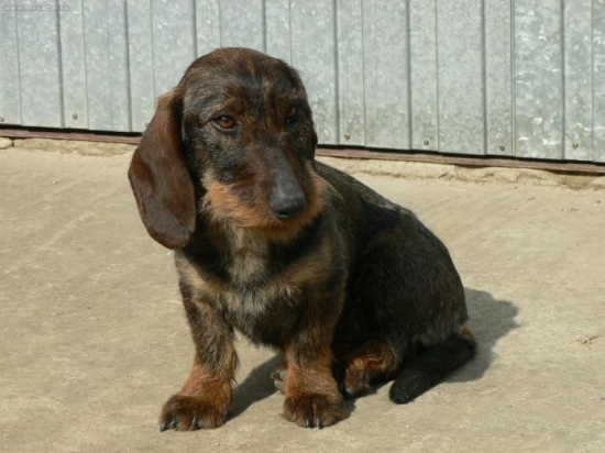 Fraxa Kamenné Hony-po trímovačke