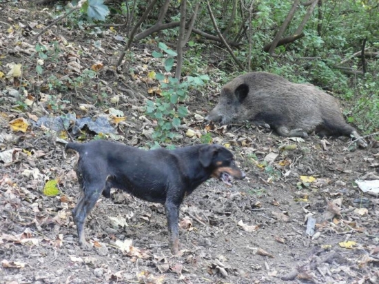 úspešná dohladávka 1.