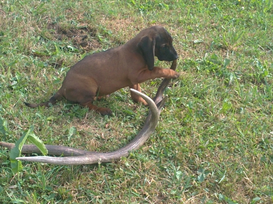 FANY Zlatá Baňa okusuje zhodík