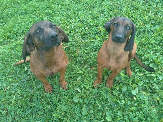 Fany & Brita zo Zlatej Bane.