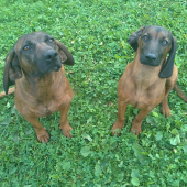 Fany & Brita zo Zlatej Bane.