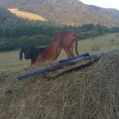 Po rannom pirschi