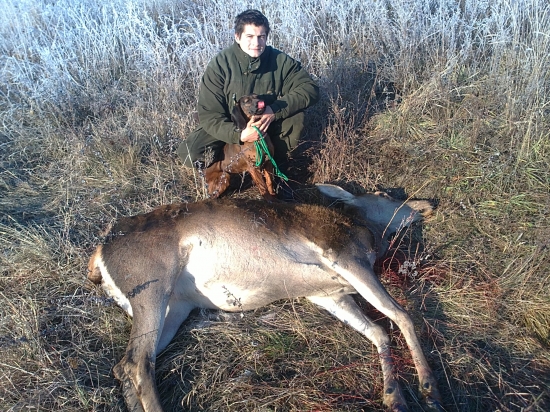 8 mesačná fenka BF FANY ZLATÁ BAŇA a jej prvá úspešná dohľadávka.