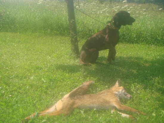 Fany zo Zlatej Bane opäť úspešná