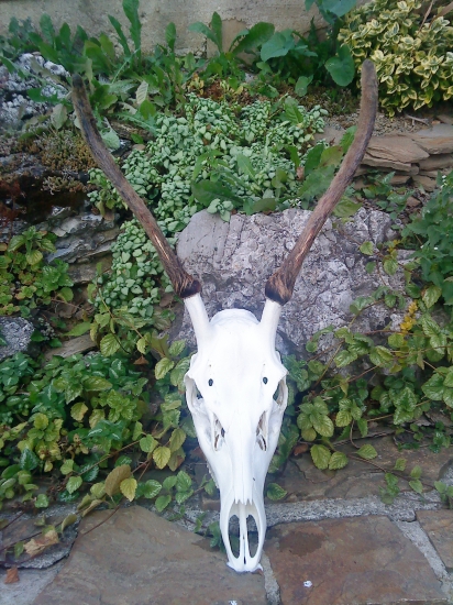 Jeleň I.VT ( z diaľnice )