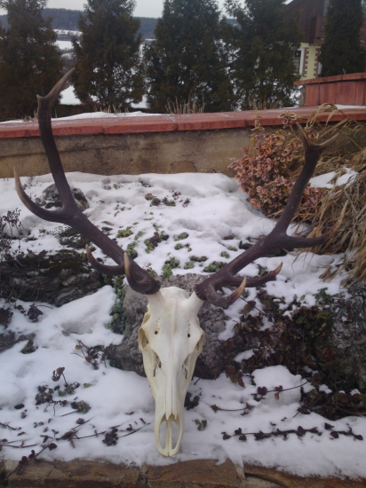 Silvestrovský úhyn po úprave