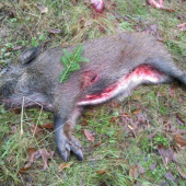 Úspech na prvej spoločnej poľovačke