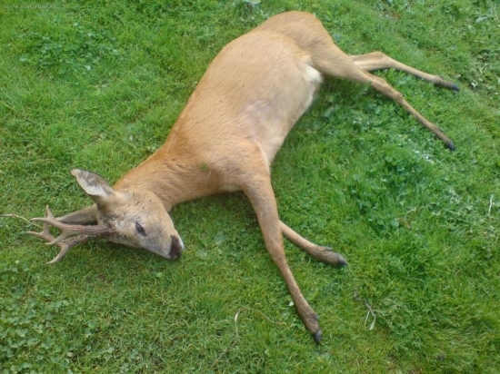 Zrazený autom