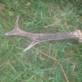 Minuloročný nájdený na záhrade