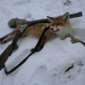 Prvá tohtoročná opäť na záhrade 1