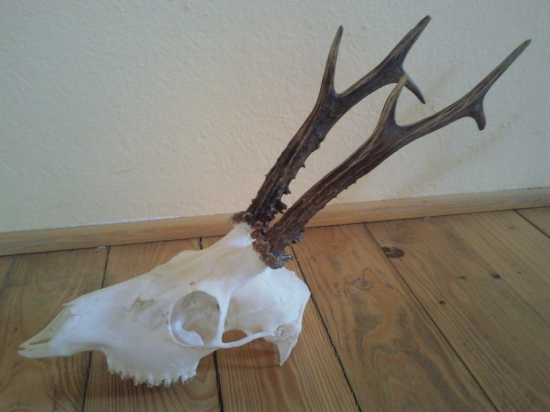 Tohtoročná 3.v.t.