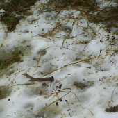 Dnešný prvosviatkový pri krmidle na záhrade