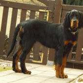 Lili (4 months,GS)