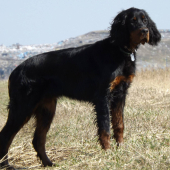 Lili (Gordon setter, 6months)