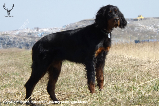 Lili (Gordon setter, 6months)