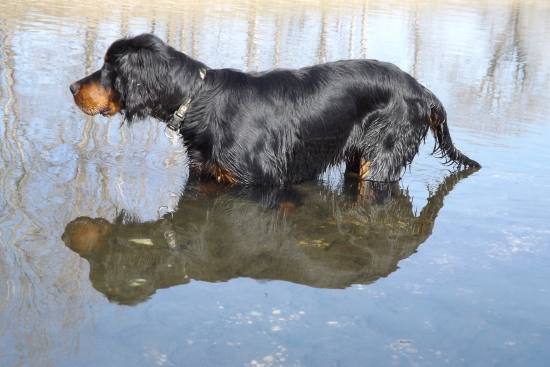 ALILA (6 months , GS)