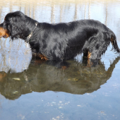 ALILA (6 months , GS)