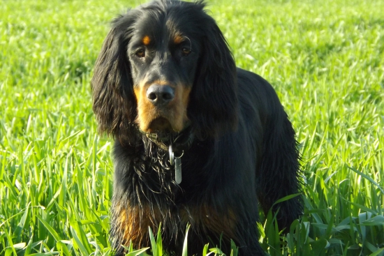 ALILA (7 months , Gordon Setter)