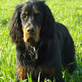 ALILA (7 months , Gordon Setter)