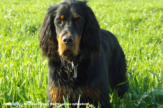 ALILA (7 months , Gordon Setter)
