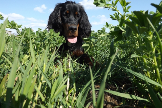 Vidím tú prepelicu.