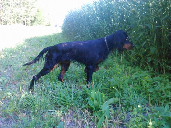 Čo tam môže byť? Žeby kačice?