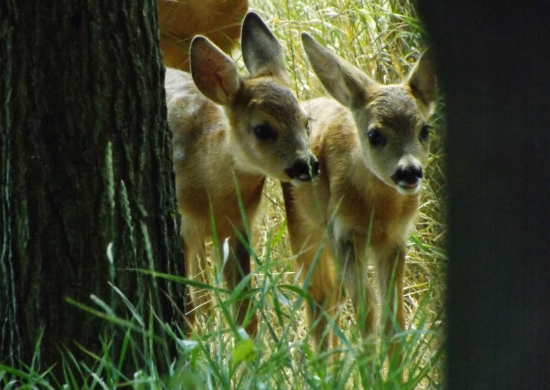 Čo budeme dneska robiť??