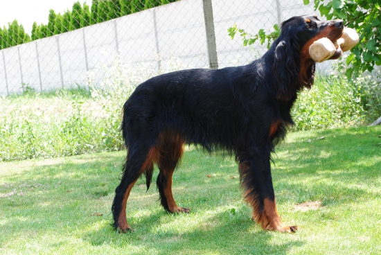 ALILA of Black Tan Setters , 11 months