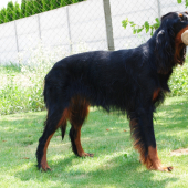 ALILA of Black Tan Setters , 11 months