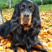 ALILA of Black Tan Setters , 14 months