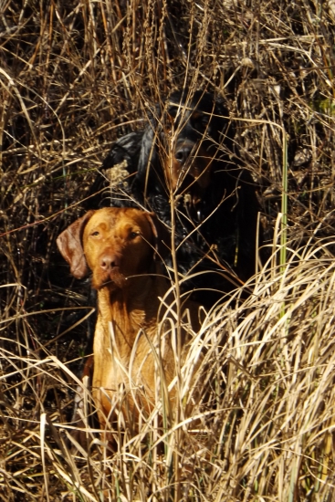 Dokonalá kamufláž