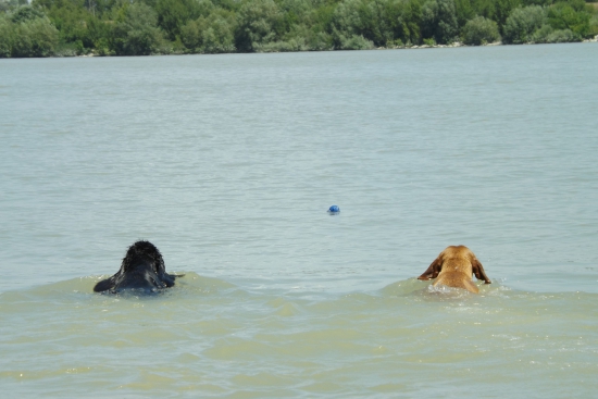 Kto je  vytrvalejší?