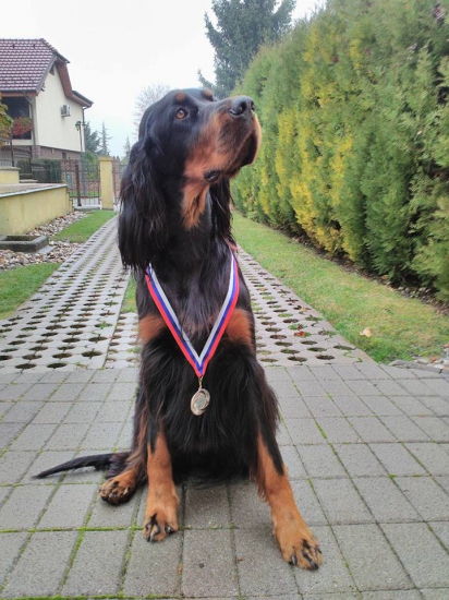 Alila of Black Tan Setters