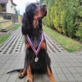 Alila of Black Tan Setters