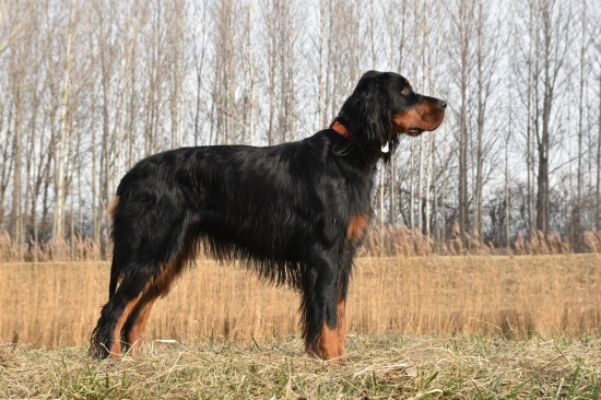 Alila of Black Tan Setters