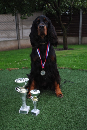 Gordon seter - ALILA of Black Tan Setters